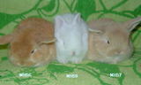 MH56&57&59-1.jpg