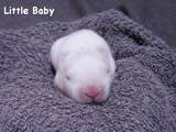 litbaby-8-1.jpg