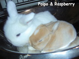 pol&ras-21-1.jpg