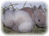 polbaby-15-1.jpg