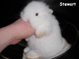 stewart-30-1.jpg