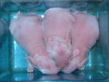 20050406985b2746.jpg
