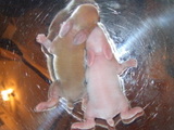 20050527de8d0c18.jpg