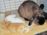 20050608ca56fe66.jpg