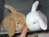 2005061699abbb91.jpg