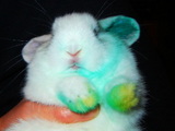 2005062886e19d45.jpg