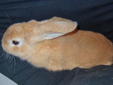 2005101017bf01de.jpg