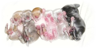 6baby-3.jpg