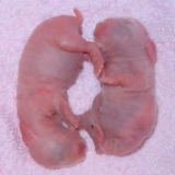 MH69&70-2days.jpg