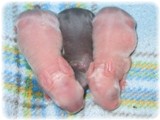 af&jwbaby-1.jpg