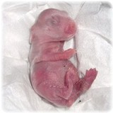 anbaby-1-1.jpg