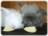 carol&nico-17-1.jpg
