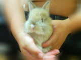 ches-1.jpg