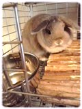 hazel-8m-1.jpg