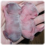 hlbaby-1-2.jpg