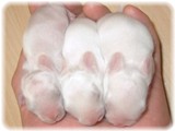 honbaby-1w-1.jpg