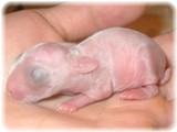 honbaby-3-1.jpg