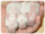 honbaby-5-4.jpg