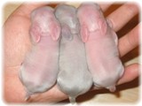 kanbaby-2-1.jpg