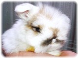 kanokobaby-25-1.jpg