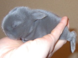koara-10-2.jpg