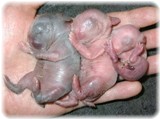 kumababy-1-3.jpg