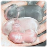 kumababy-3-2.jpg