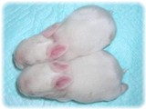 litbaby-8-3.jpg