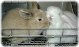 marron&glico.jpg