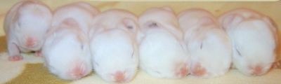 min&shirobaby-9-2.jpg
