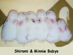 min&shirobaby-9-3.jpg