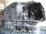 mogu-70323-2.jpg