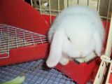 mokona-13.jpg
