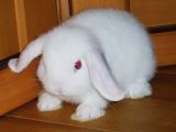 mokona-14.jpg