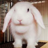 mokona-61009-1.jpg