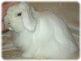 opal-5m-1.jpg