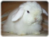 opal-5m-4.jpg