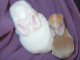 pol&ras-10-1.jpg