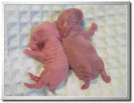 polbaby-1-1w.jpg