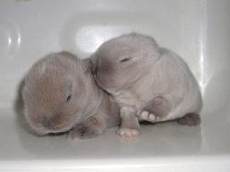 polbaby-12-6.JPG