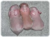 pribaby-1-1.jpg