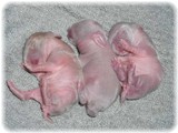 pribaby-1-2.jpg