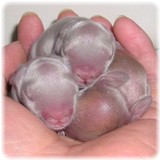 pribaby-2-2.jpg