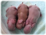 pribaby-2-3.jpg