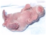 qpbaby-1-10.jpg