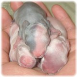 qpbaby-2-1.jpg