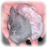 rinbaby-1-2.jpg