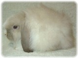 shirokuma-58-1.jpg