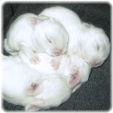 ylbaby-10-1.jpg