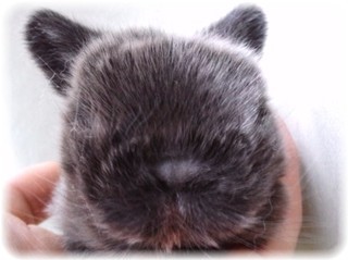 CAVY9N56.jpg